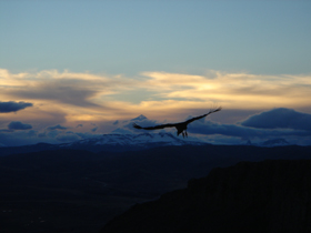 Condor des Andes - Absolu Voyages